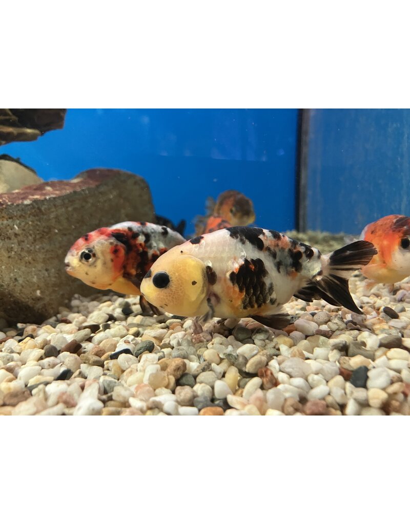 Büffelrücken - Carassius auratus "ranchu" Calico 10-12cm