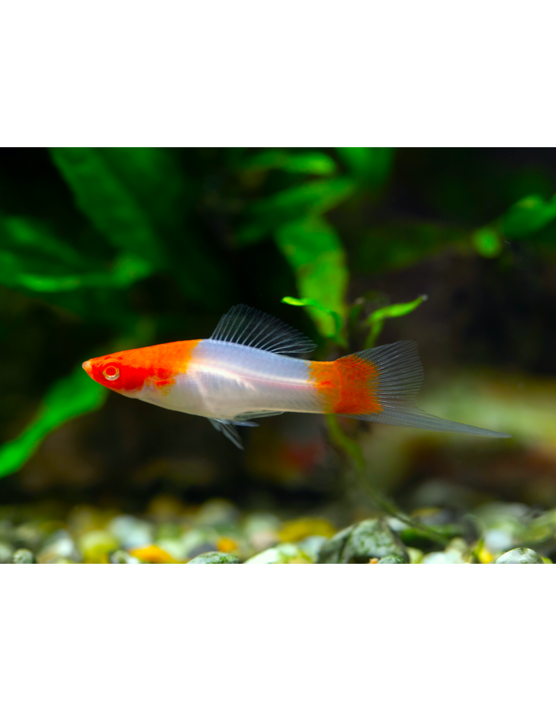 Schwertträger - Xiphophorus helleri "Koi Kohaku"