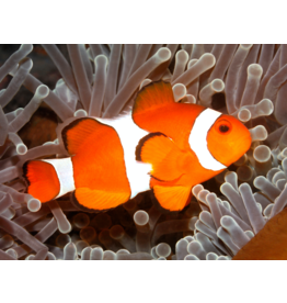 Falscher Clownfisch - Amphiprion ocellaris "Nachzucht"