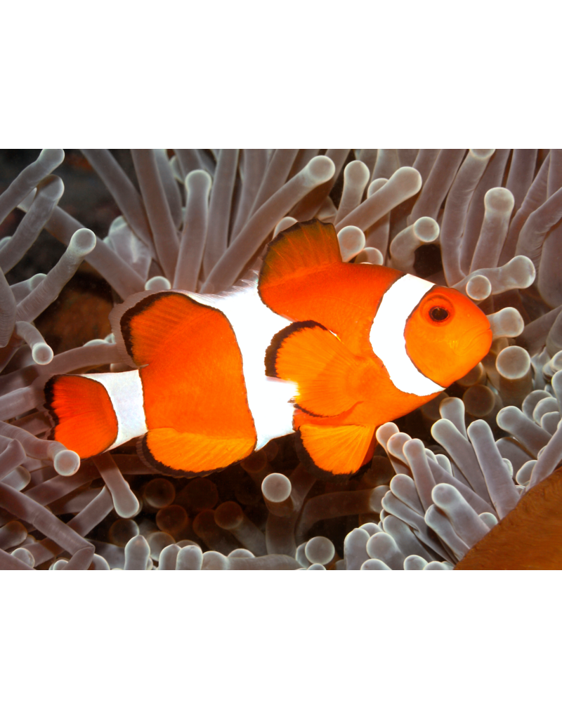 Falscher Clownfisch - Amphiprion ocellaris "Nachzucht"