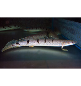 Zaire-Flösselhecht - Polypterus delhezi