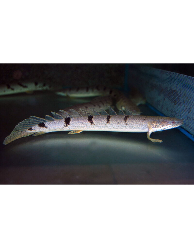 Zaire-Flösselhecht - Polypterus delhezi