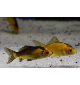 Goldfisch  - Carassius auratus "Gelb/schwarz"