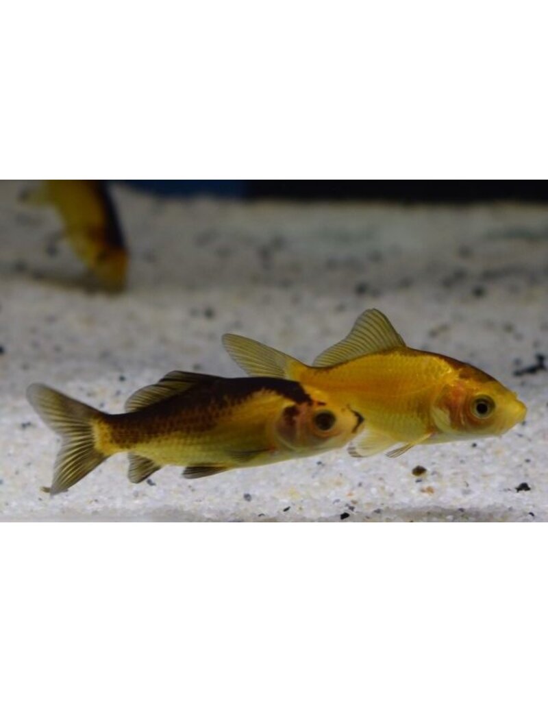 Goldfisch  - Carassius auratus "Gelb/schwarz"