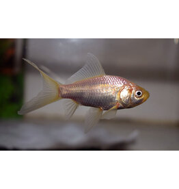 Goldfisch  - Carassius auratus "Comet/weiss"