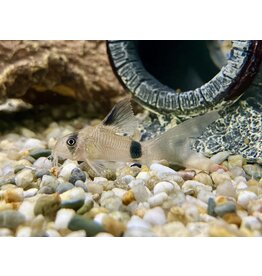 Panda Panzerwels - Corydoras panda "Schleier"