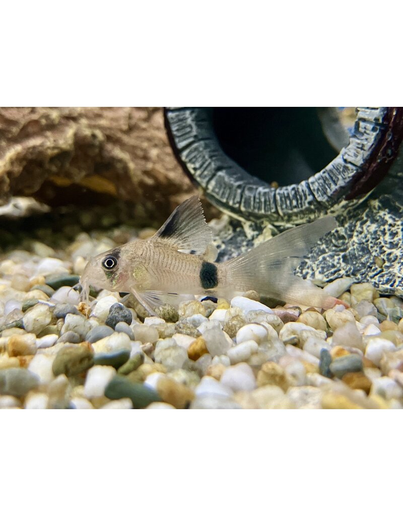 Panda Panzerwels - Corydoras panda "Schleier"