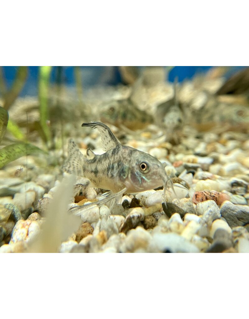 Marmorierter Panzerwels - Corydoras paleatus "Schleier"