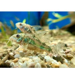 Marmorierter Panzerwels - Corydoras paleatus