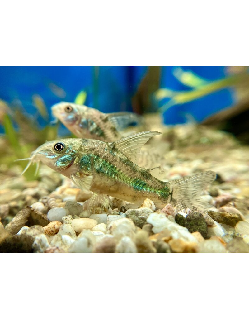 Marmorierter Panzerwels - Corydoras paleatus