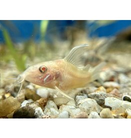 Metallpanzerwels - Corydoras aeneus "Albino schleier"