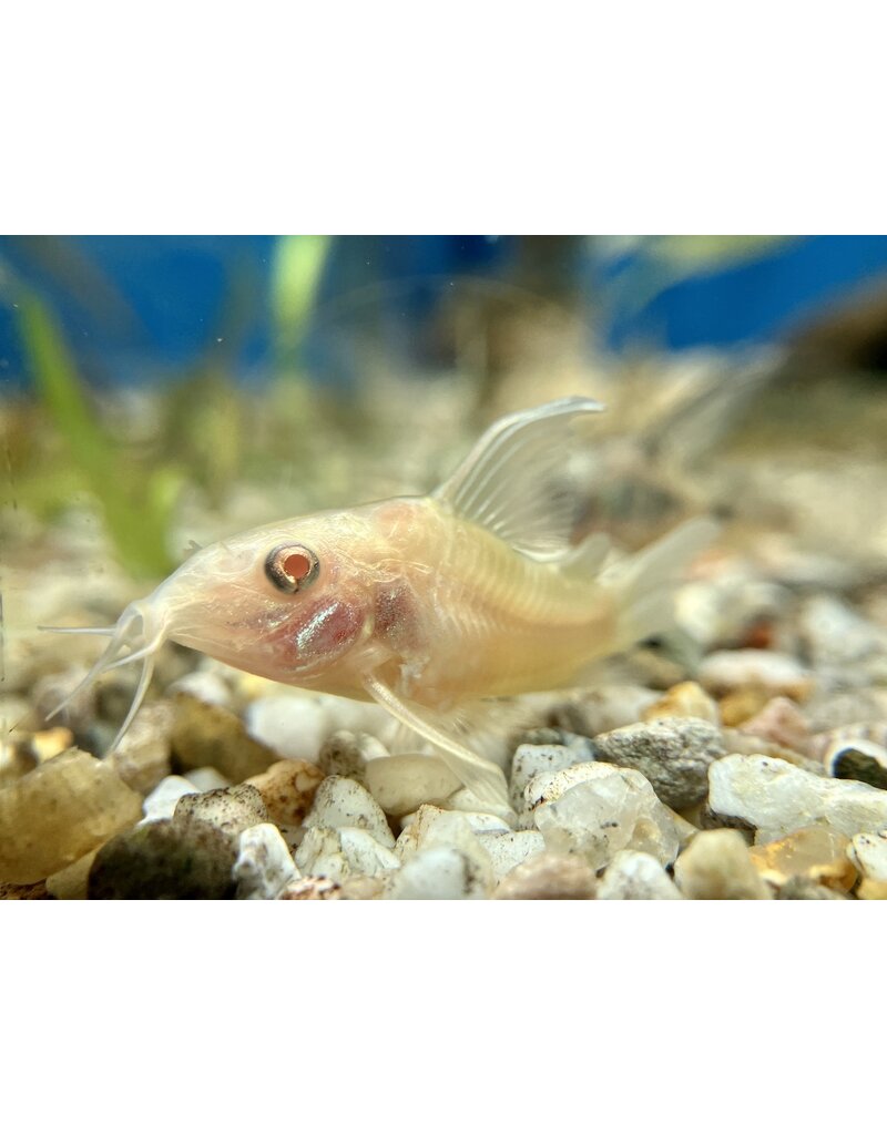 Metallpanzerwels - Corydoras aeneus "Albino schleier"