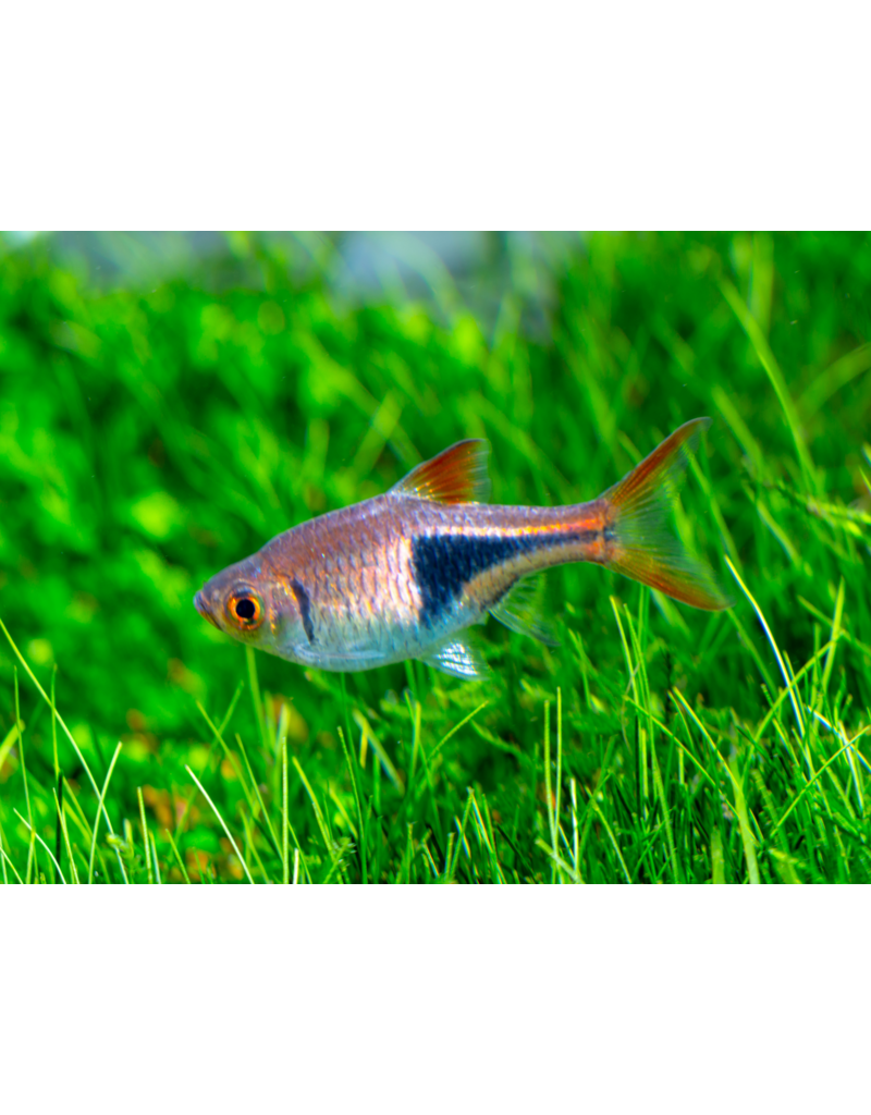 Keilfleckbärbling - Rasbora heteromorpha