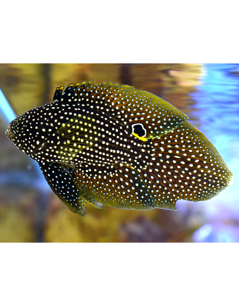 Echter Mirakelbarsch - Calloplesiops altivelis