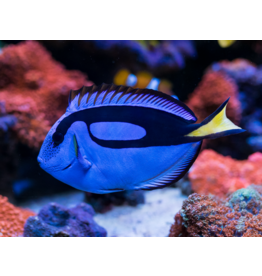 Paletten Doktorfisch - Paracanthurus hepatus