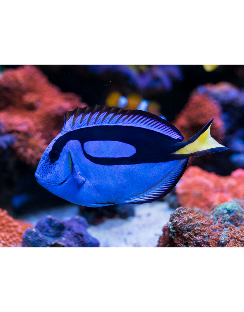 Paletten Doktorfisch - Paracanthurus hepatus