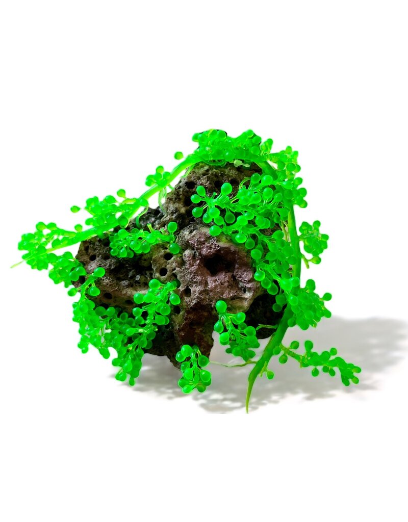 TMC TMC Caulerpa auf Stein 22x18x8cm