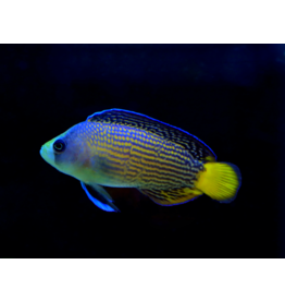 Pracht Zwergbarsch - Manonichthys splendens