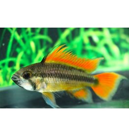 Kakadu Zwergbuntbarsch - Apistogramma cacatuoides "Double Orange"