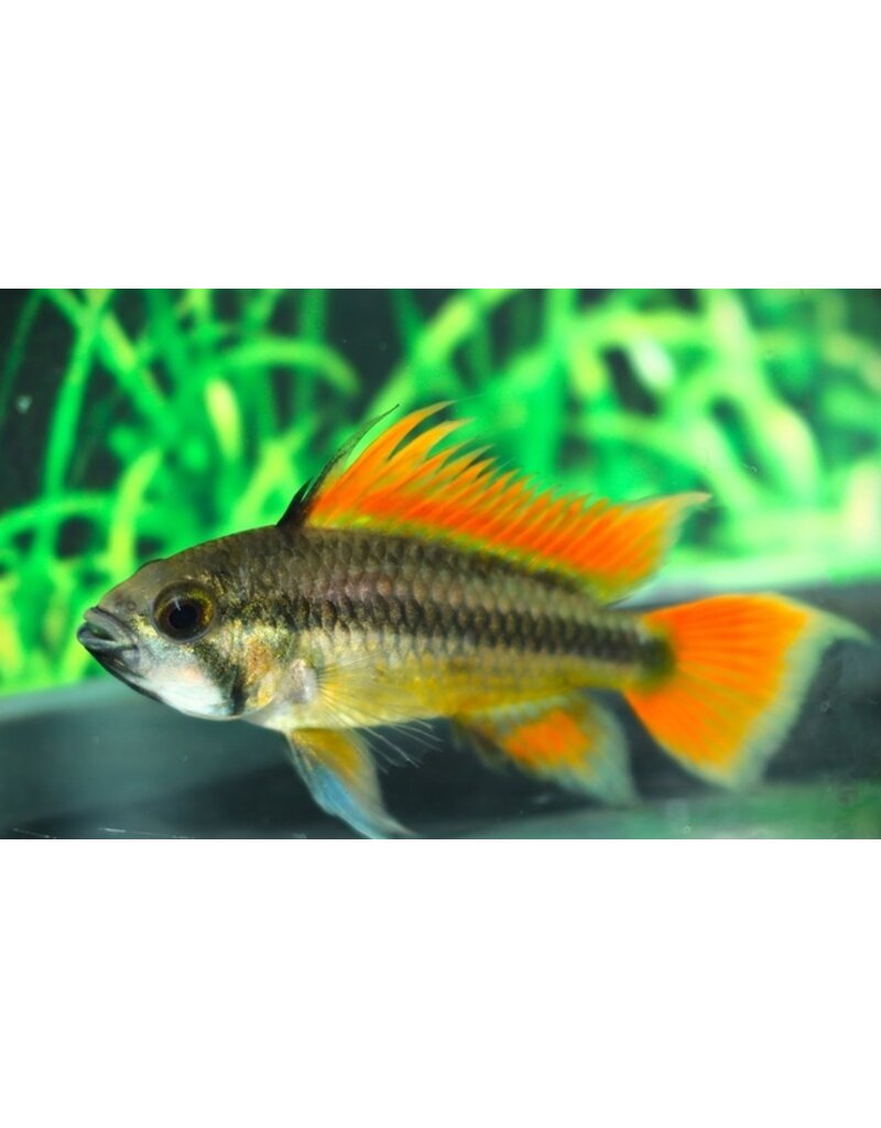 Kakadu Zwergbuntbarsch - Apistogramma cacatuoides "Double Orange"