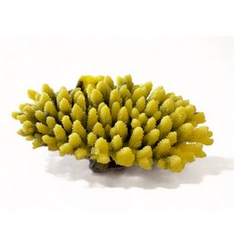 TMC TMC Acropora gelb 21x15x9cm