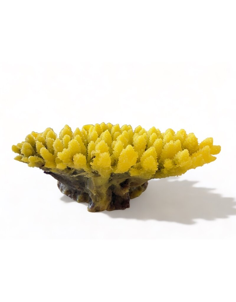 TMC TMC Acropora gelb 21x15x9cm