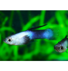 Guppy - Poecilia reticulata "Blue Panda" (Männchen/Weibchen)