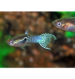 Guppy Männchen - Poecilia wingei "Blue tiger"