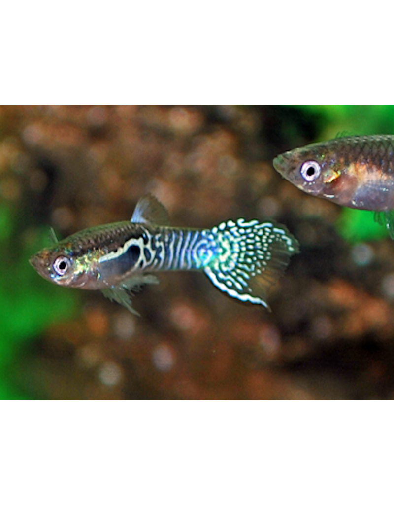 Guppy Männchen - Poecilia wingei "Blue tiger"