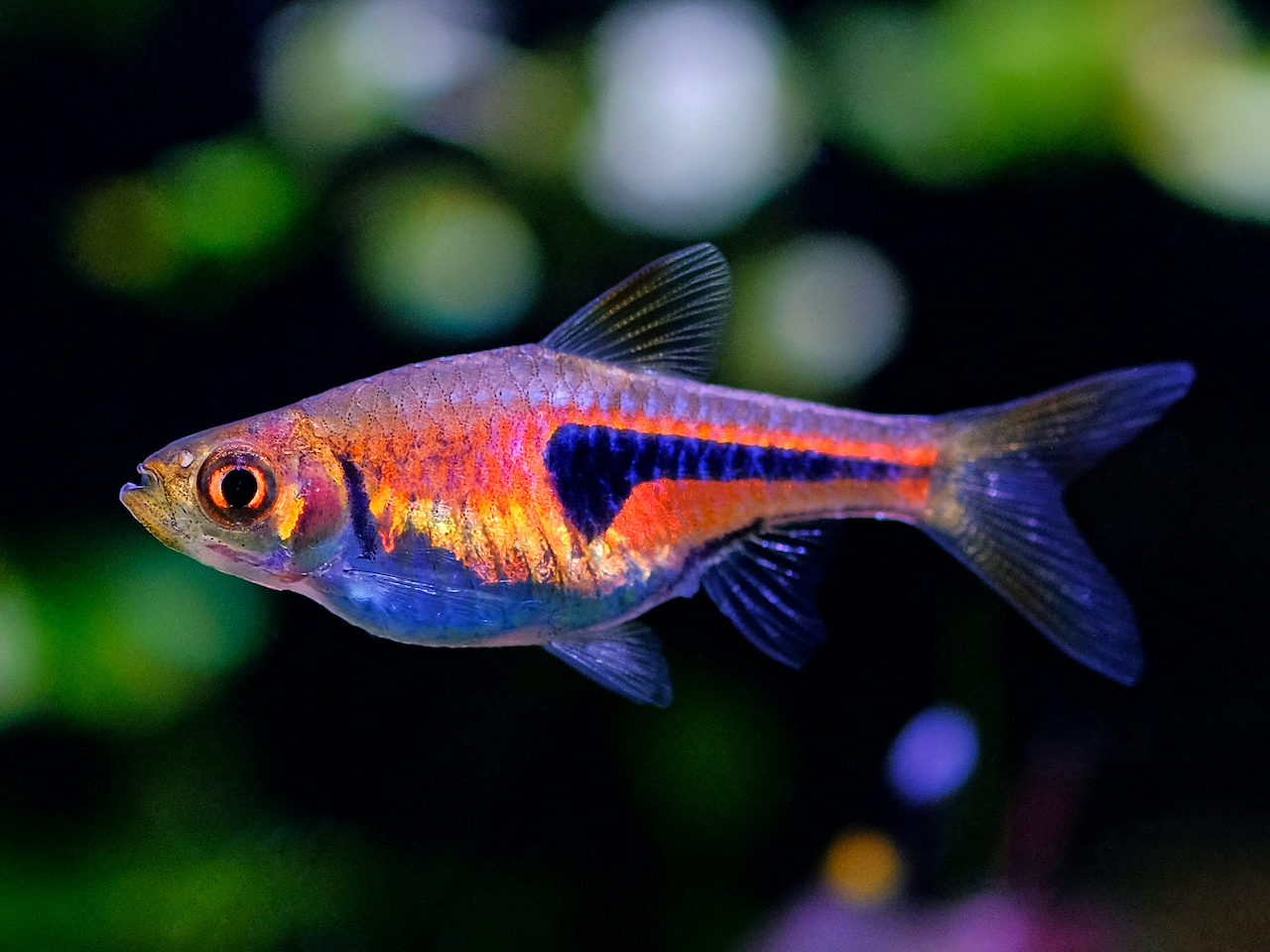 Espes Keilfleckbärbling Rasbora espei kaufen im Aqua Online Shop