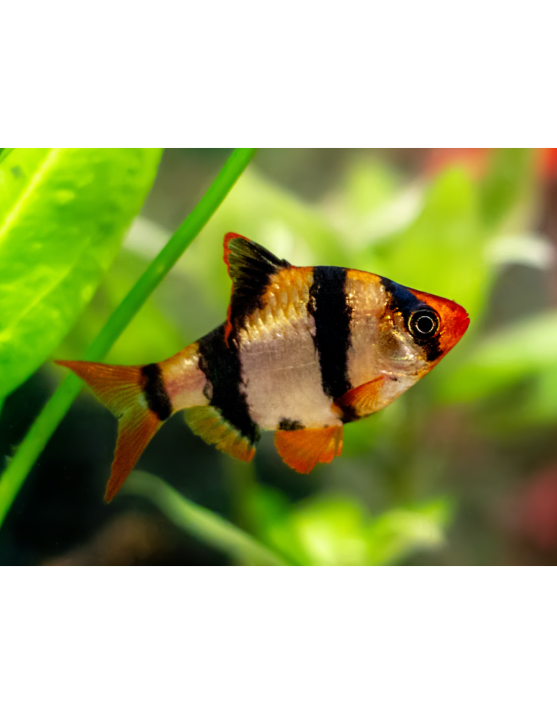 Sumatrabarbe - Barbus tetrazona