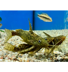 Marmorierter Fiederbartwels - Synodontis schoutedeni