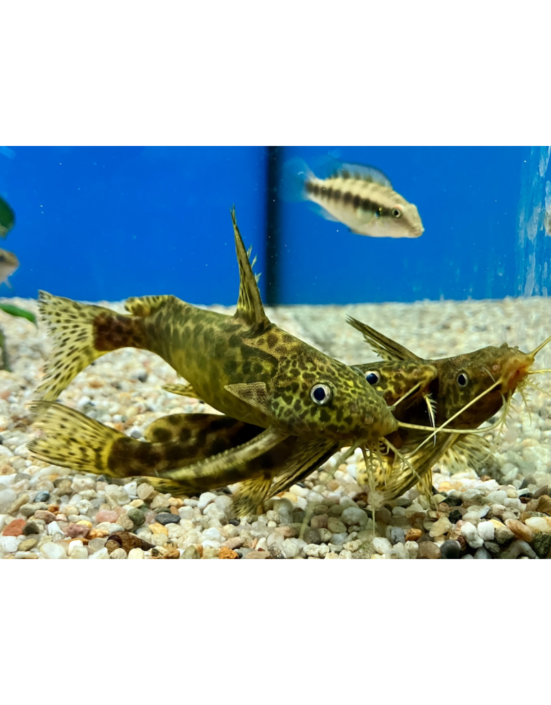 Marmorierter Fiederbartwels - Synodontis schoutedeni