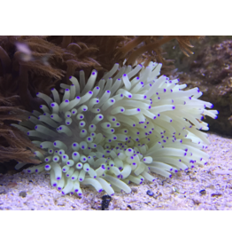 Lederanemone "weiß/gelb" - Heteractis crispa