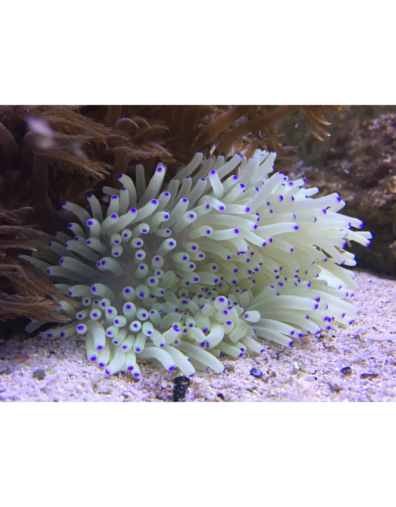 Lederanemone "weiß" - Heteractis crispa