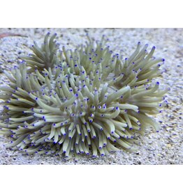 Lederanemone "braun" - Heteractis crispa