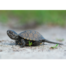 Europäische Sumpfschildkröte - Emys orbicularis DNZ25