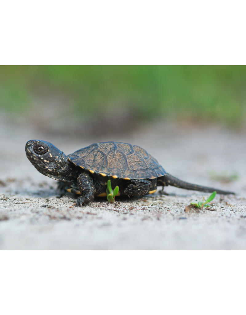 Europäische Sumpfschildkröte - Emys orbicularis DNZ25