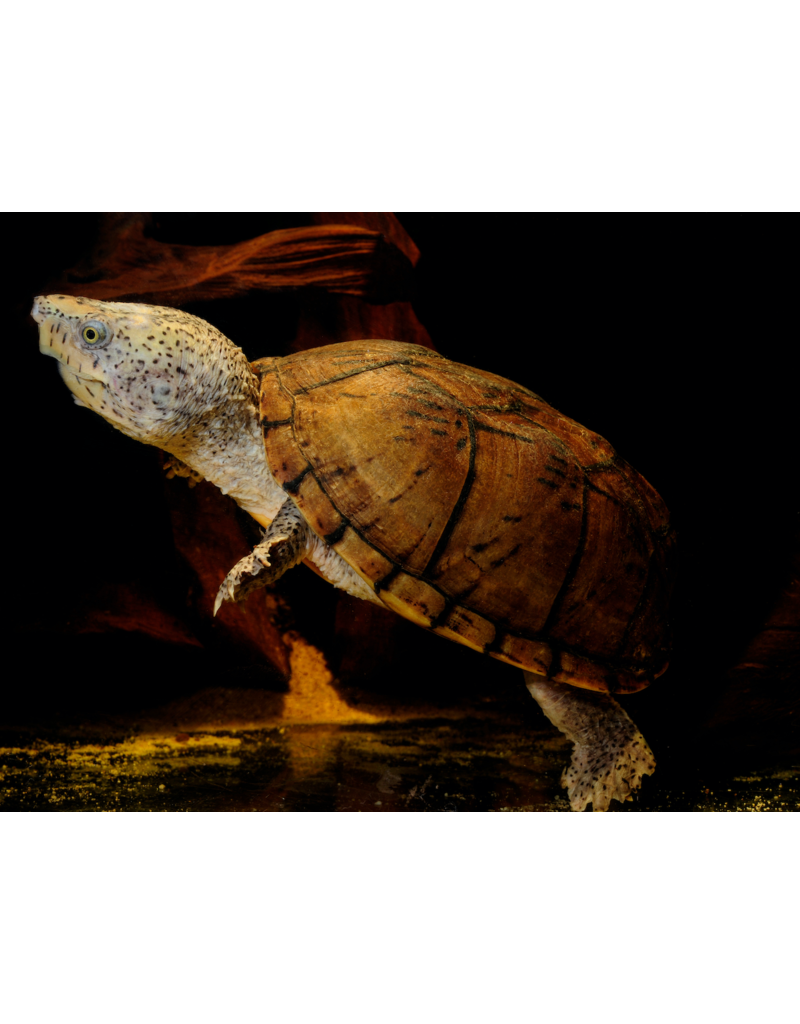 Zwerg Moschusschildkröte -Sternotherus minor adultes Pärchen