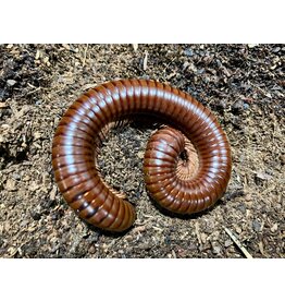 Schokotausendfüßer - Ophistreptus guineensis NZ Aqua Planet