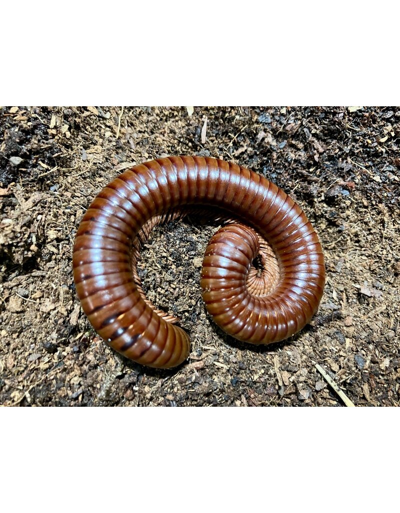 Schokotausendfüßer - Ophistreptus guineensis NZ Aqua Planet