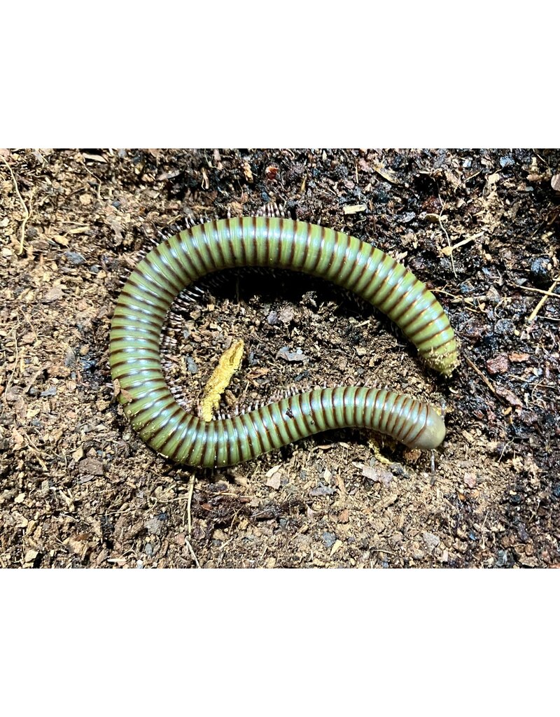 Olivgrüber Tausendfüßer - Telodeinopus aoutii