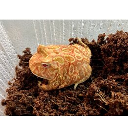 Schmuckhornfrosch - Ceratophrys cranwelli (Pacman-Frog) "Strawberry"