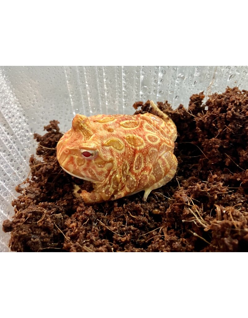 Schmuckhornfrosch - Ceratophrys cranwelli (Pacman-Frog) "Strawberry"