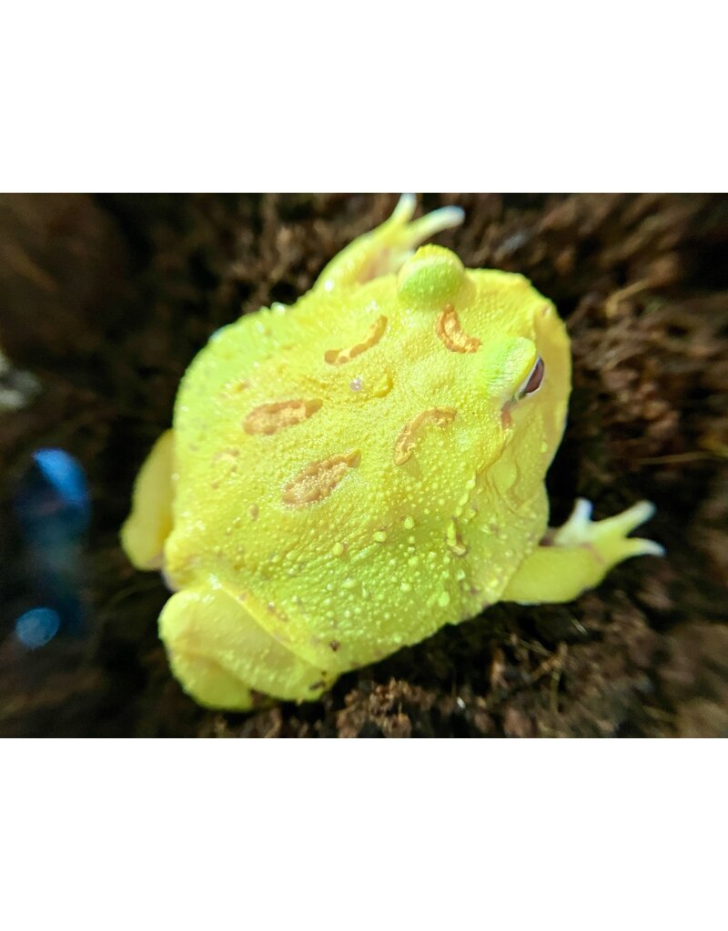 Schmuckhornfrosch - Ceratophrys cranwelli (Pacman-Frog) "Picachu"