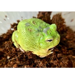 Schmuckhornfrosch - Ceratophrys cranwelli (Pacman-Frog) "Macha"