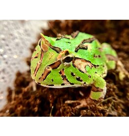 Schmuckhornfrosch - Ceratophrys cranwelli x cornuta (Fantasy Pacman-Frog) "Green"