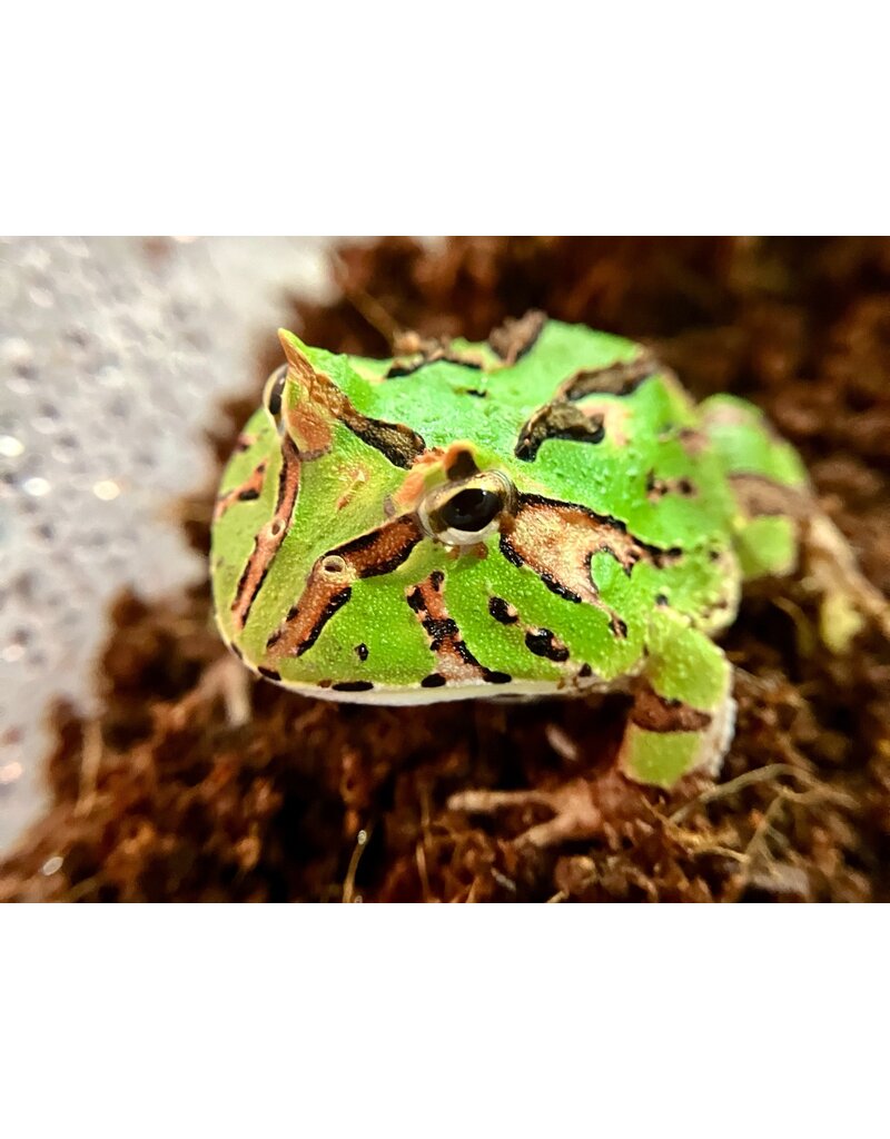 Schmuckhornfrosch - Ceratophrys cranwelli x cornuta (Fantasy Pacman-Frog) "Green"