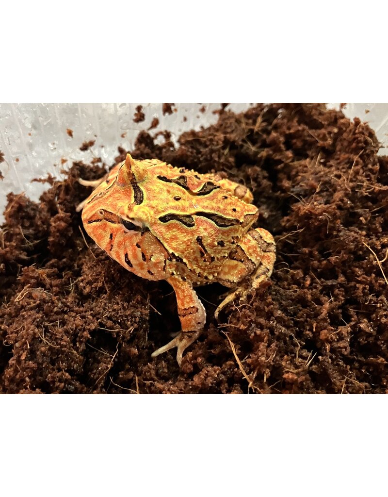 Schmuckhornfrosch - Ceratophrys cranwelli x cornuta (Fantasy Pacman-Frog) "Red"