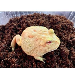 Schmuckhornfrosch - Ceratophrys cranwelli (Pacman-Frog) "Apricot"